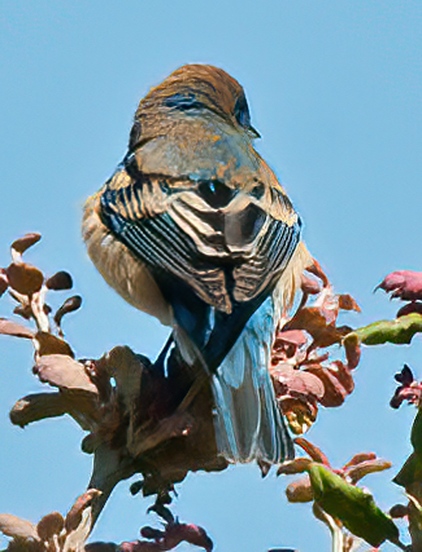 Lazuli_Bunting_14_CA_037