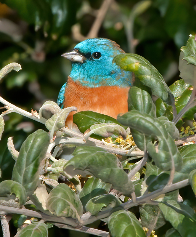 Lazuli_Bunting_14_CA_049