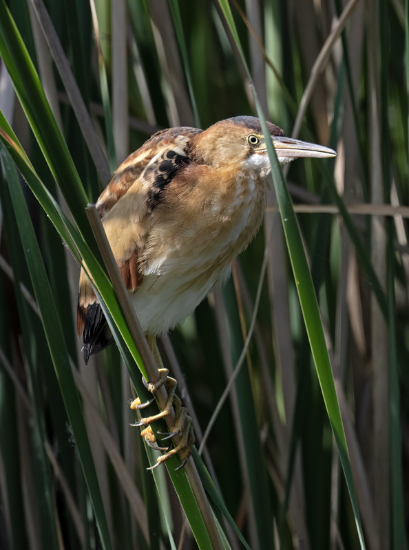 Least_Bittern_23_CA_L_616