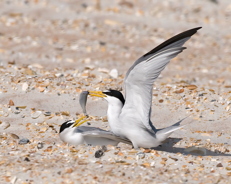 Least_Tern_09_FL_038