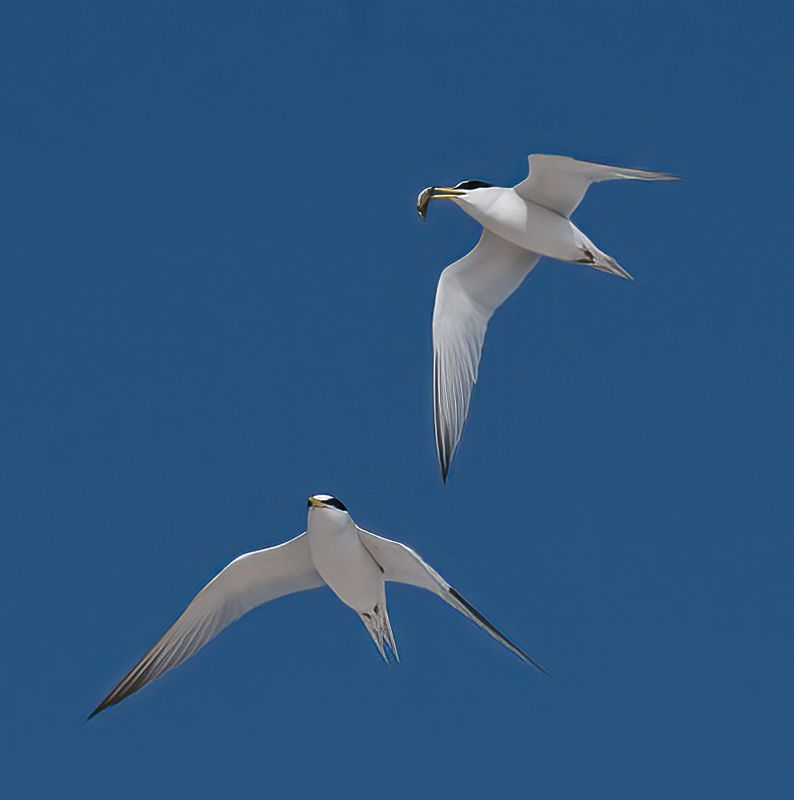 Least_Tern_09_FL_068