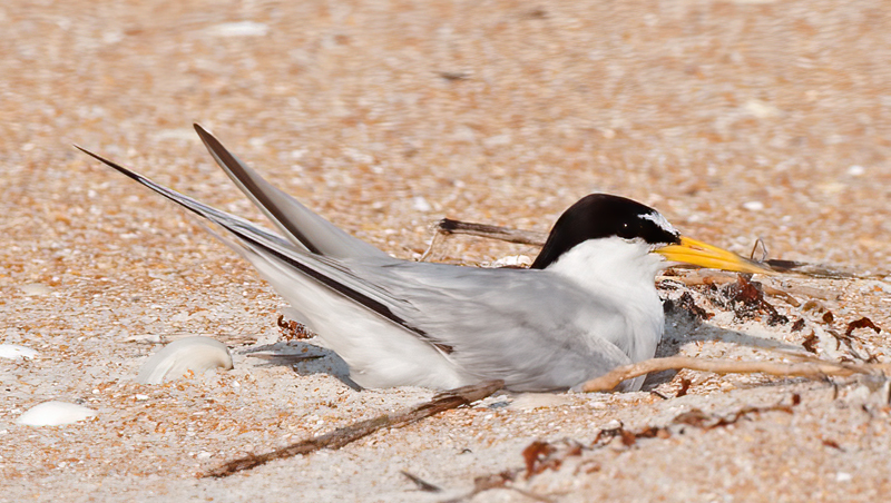 Least_Tern_09_FL_174