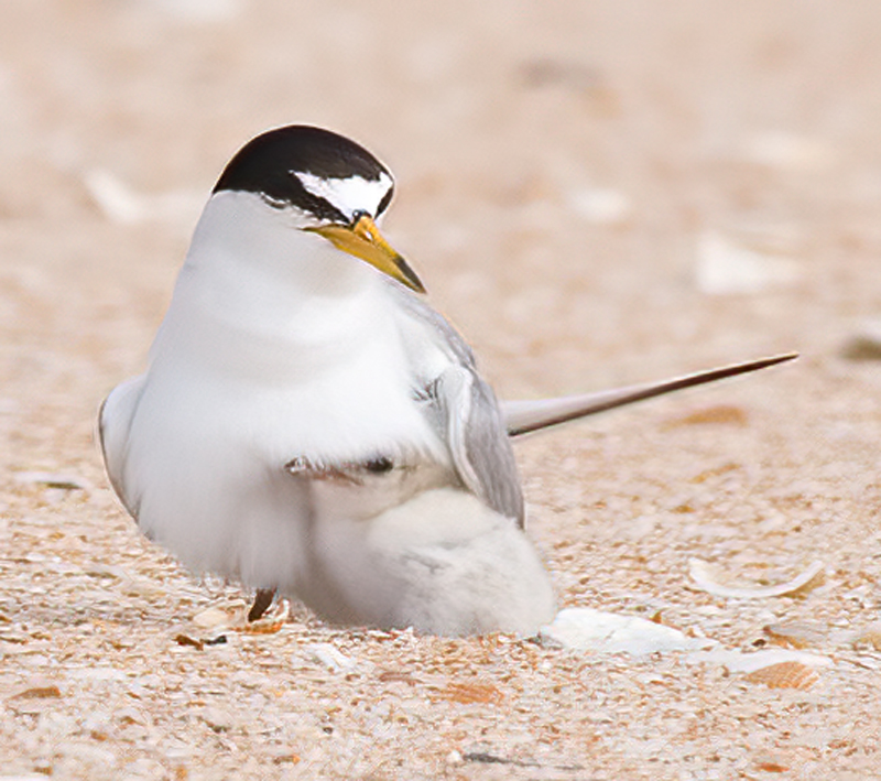 Least_Tern_09_FL_276