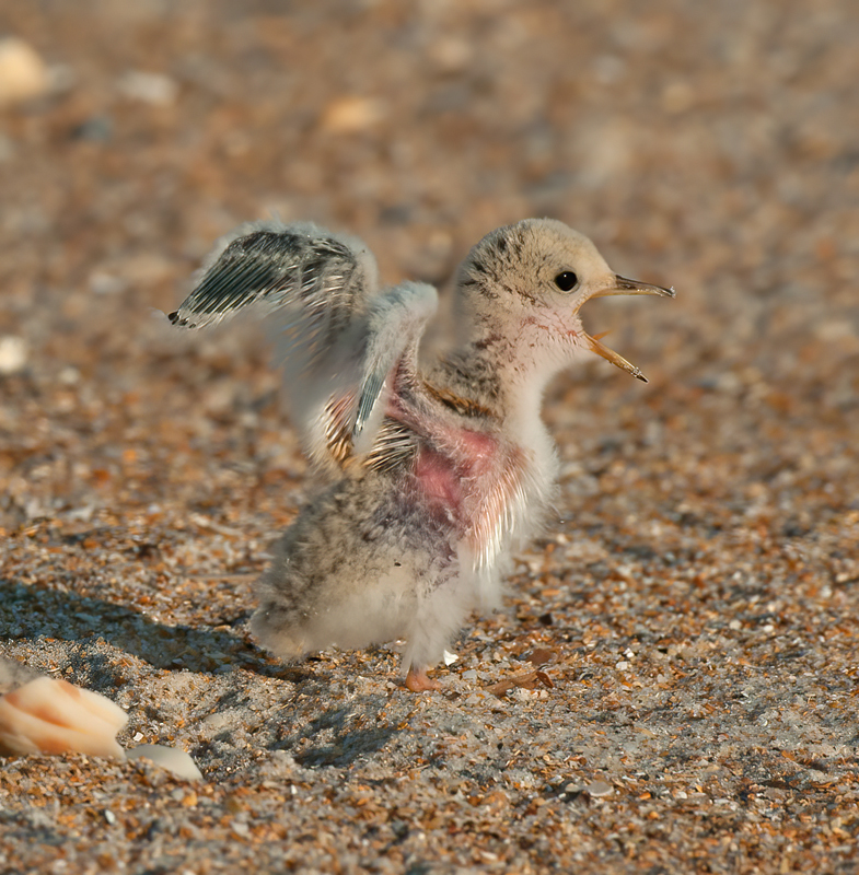 Least_Tern_10_FL_092
