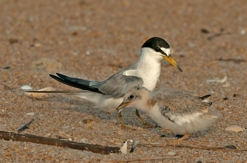 Least_Tern_10_FL_196