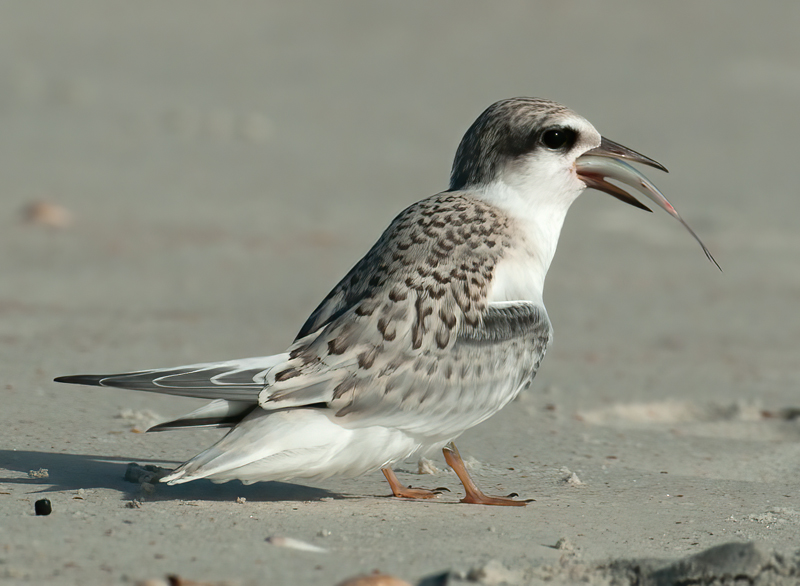 Least_Tern_10_FL_220