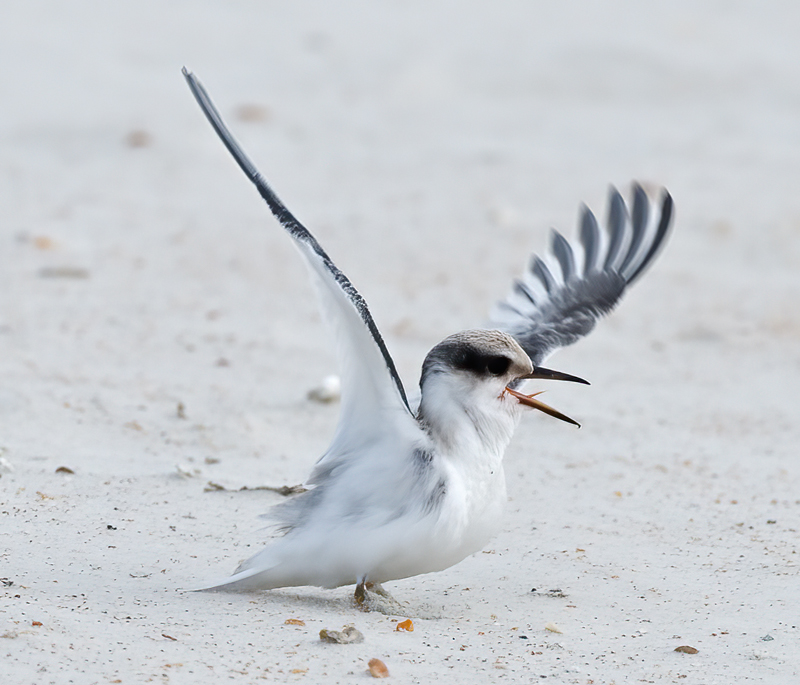 Least_Tern_10_FL_250