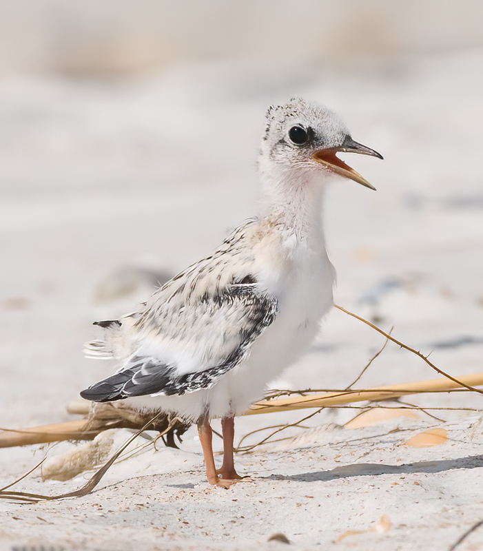 Least_Tern_10_FL_301