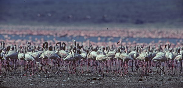 Lesser_Flamingo_90_Kenya_007