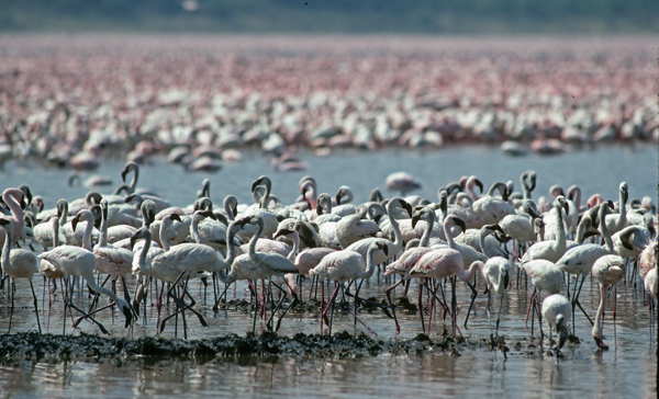 Lesser_Flamingo_90_Kenya_008