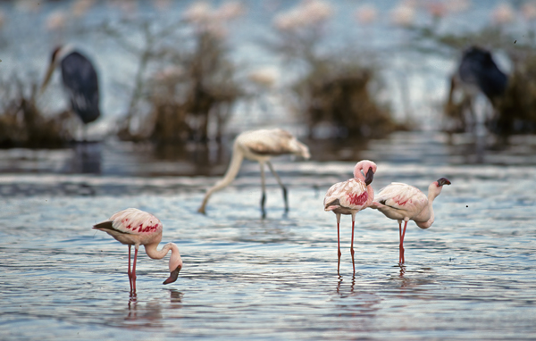 Lesser_Flamingo_90_Kenya_009