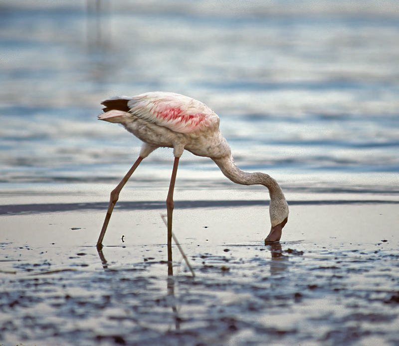 Lesser_Flamingo_90_Kenya_010