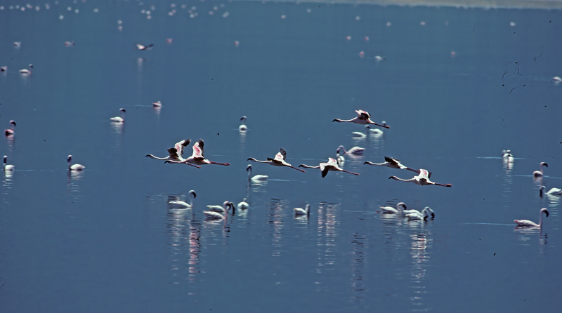 Lesser_Flamingo_90_Kenya_011