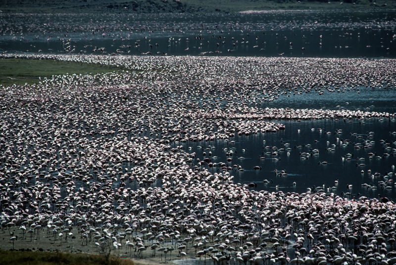 Lesser_Flamingo_90_Kenya_014