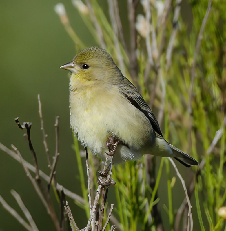 Lesser_Goldfinch_11_CA_045