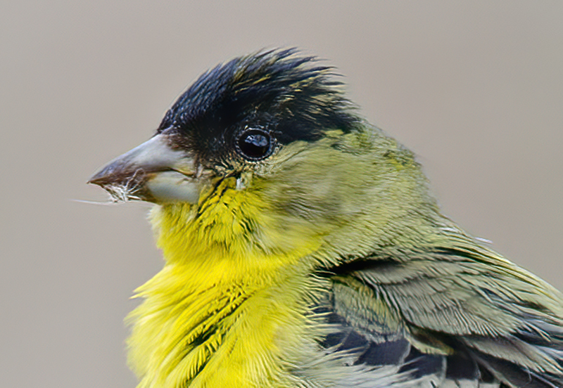 Lesser_Goldfinch_14_CA_026