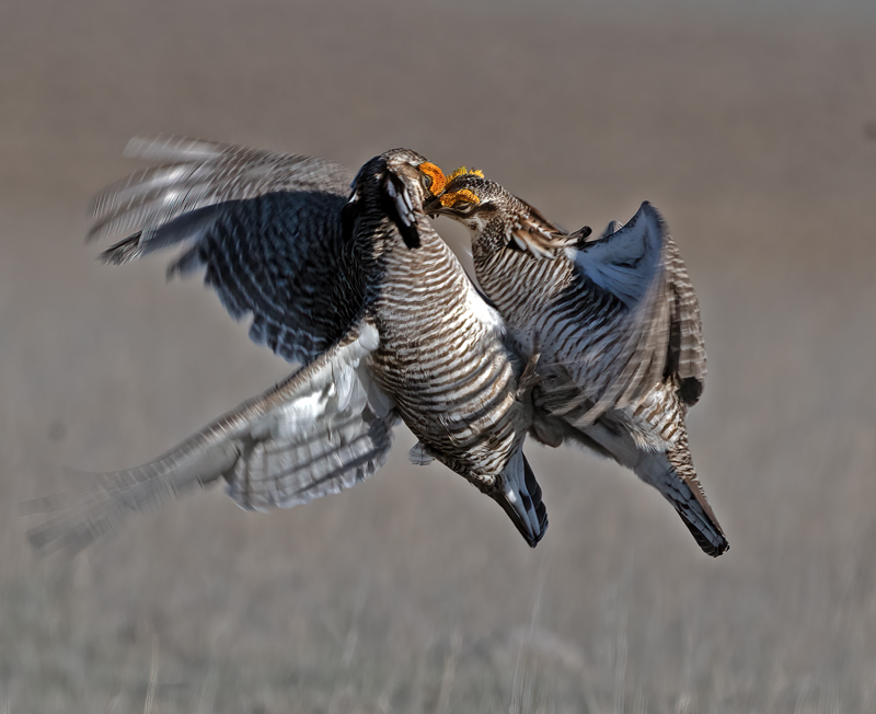Lesser_Prairie-Chicken_24_KA_C_556