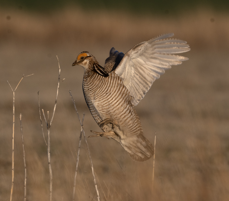 Lesser_Prairie-Chicken_24_KA_C_657