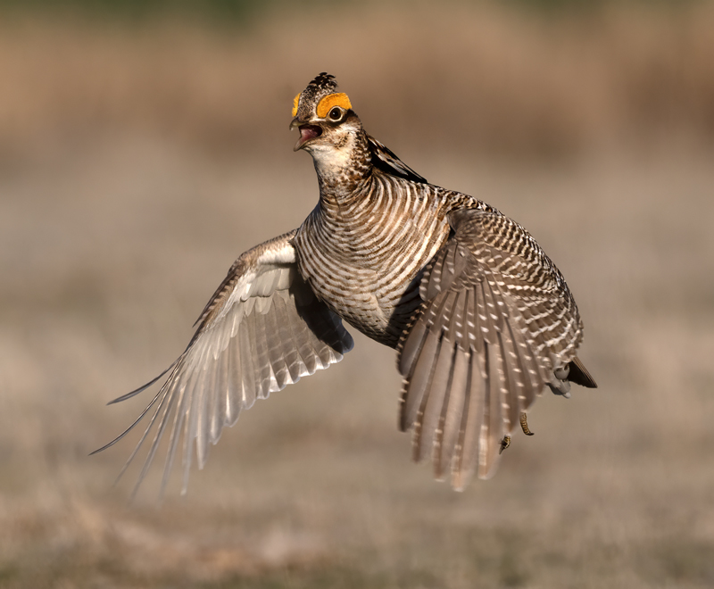 Lesser_Prairie-Chicken_24_KA_C_677