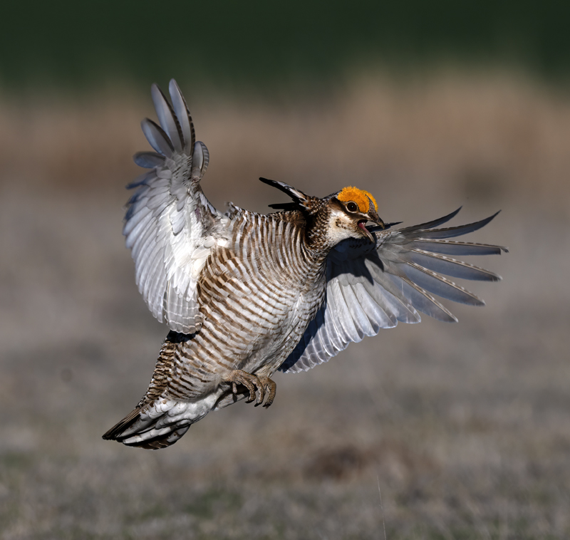 Lesser_Prairie-Chicken_24_KA_C_679