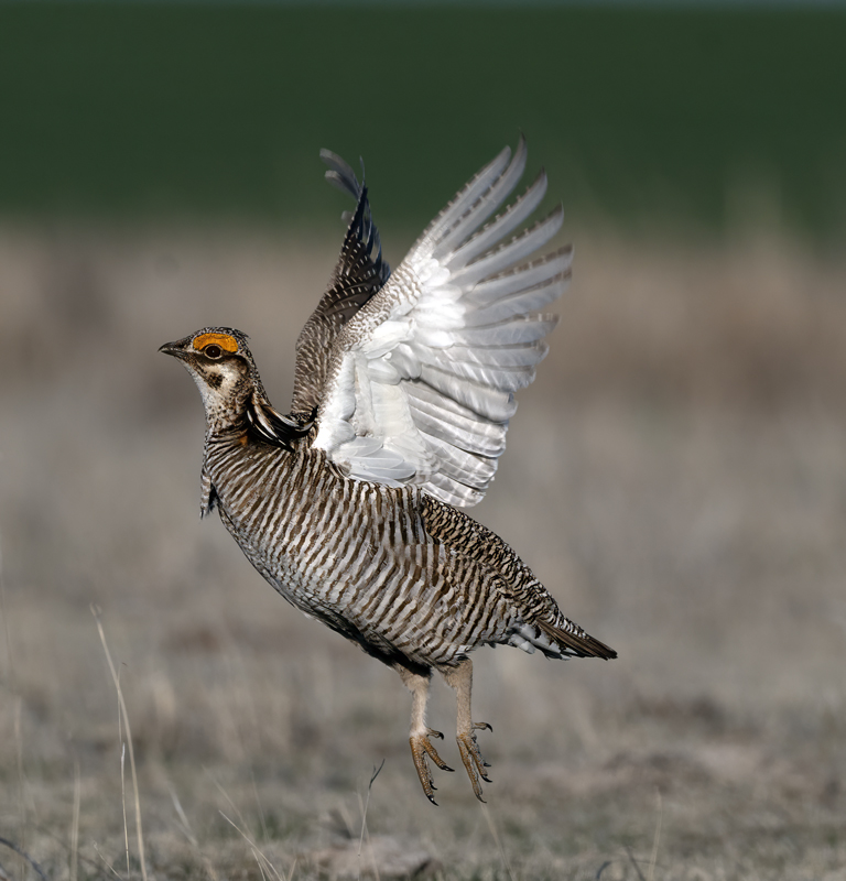 Lesser_Prairie-Chicken_24_KA_C_690