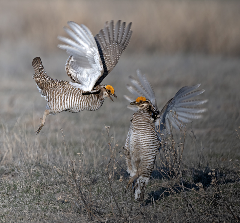 Lesser_Prairie-Chicken_24_KA_L_091