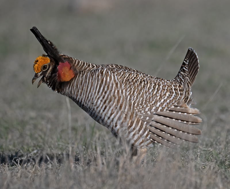 Lesser_Prairie-Chicken_24_KA_L_227
