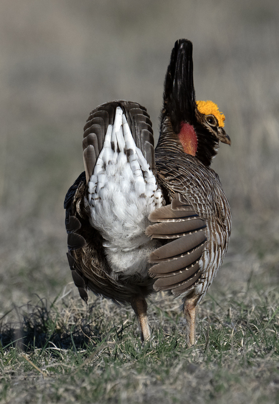 Lesser_Prairie-Chicken_24_KA_L_235