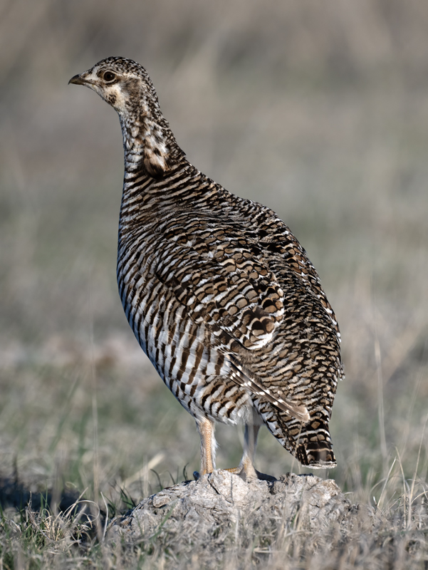 Lesser_Prairie-Chicken_24_KA_L_240