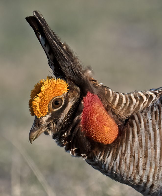 Lesser_Prairie-Chicken_24_KA_L_247
