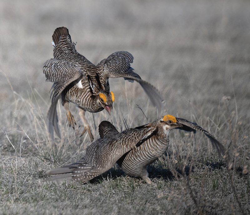 Lesser_Prairie-Chicken_24_KA_L_285