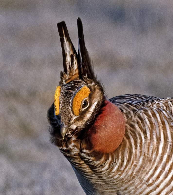 Lesser_Prairie-Chicken_24_KA_L_316