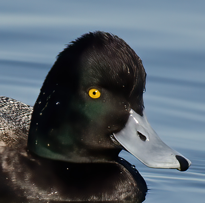 Lesser_Scaup_10_CA_002