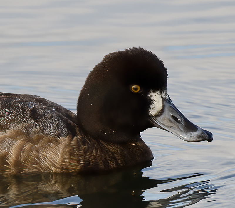 Lesser_Scaup_10_CA_022