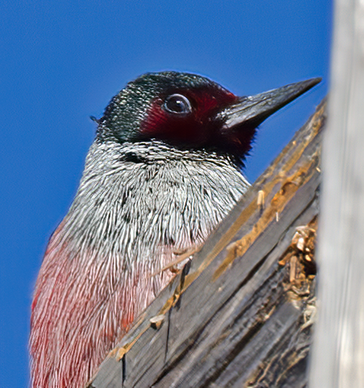 Lewiss_Woodpecker_13_CA_006