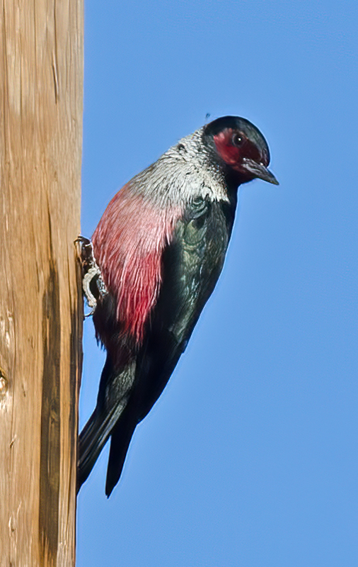 Lewiss_Woodpecker_13_CA_025