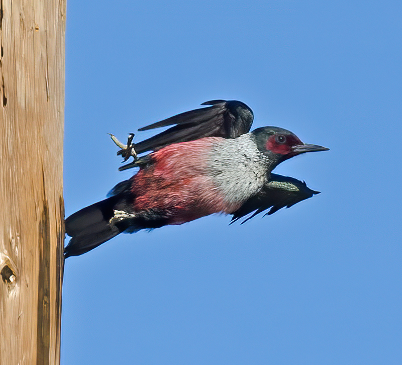 Lewiss_Woodpecker_13_CA_026