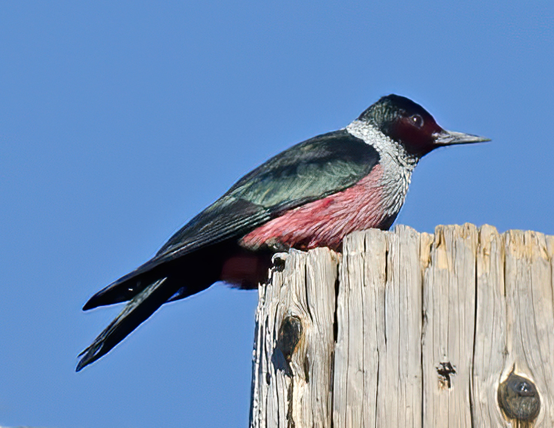 Lewiss_Woodpecker_13_CA_027