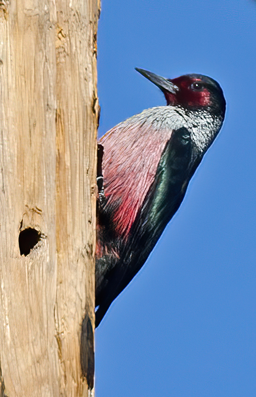 Lewiss_Woodpecker_13_CA_030