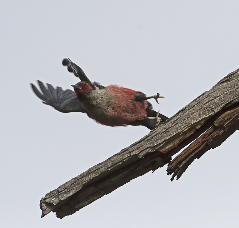 Lewiss_Woodpecker_17_OR_002