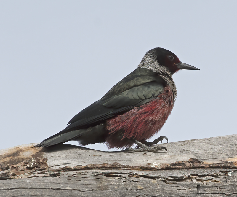 Lewiss_Woodpecker_17_OR_003