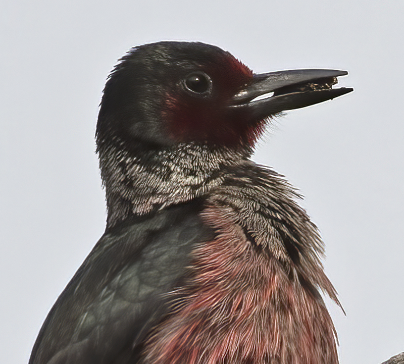 Lewiss_Woodpecker_17_OR_014