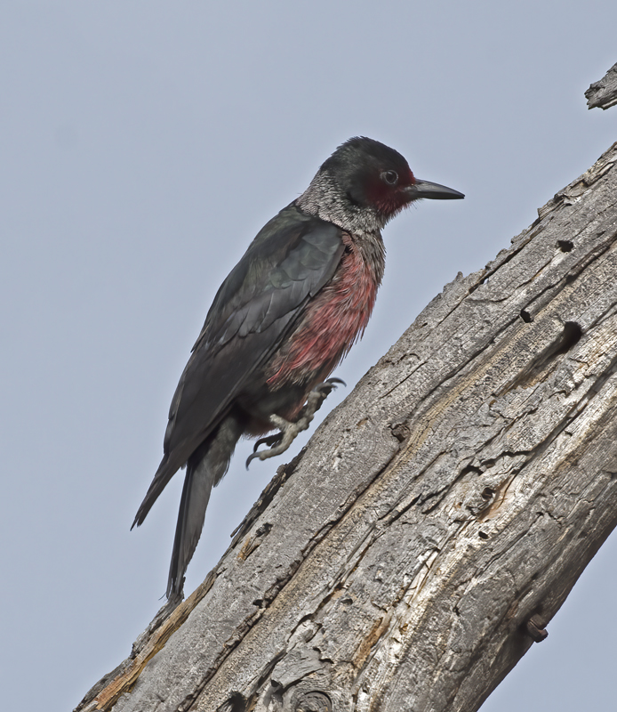 Lewiss_Woodpecker_17_OR_021