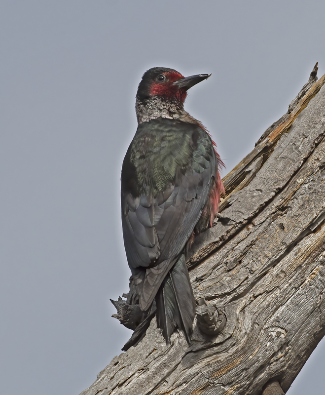 Lewiss_Woodpecker_17_OR_046
