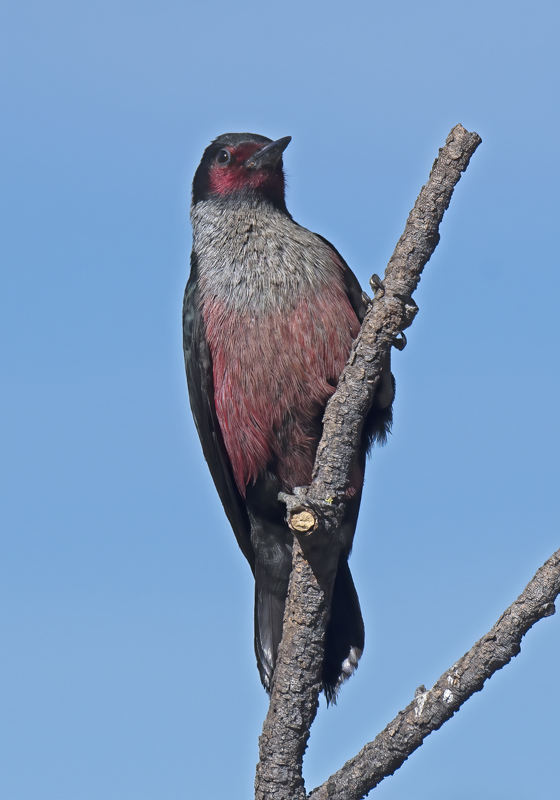 Lewiss_Woodpecker_17_OR_121