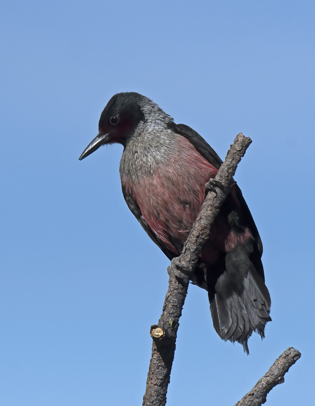 Lewiss_Woodpecker_17_OR_122