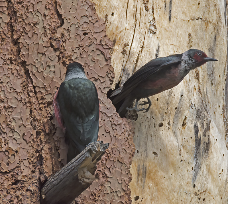 Lewiss_Woodpecker_17_OR_133