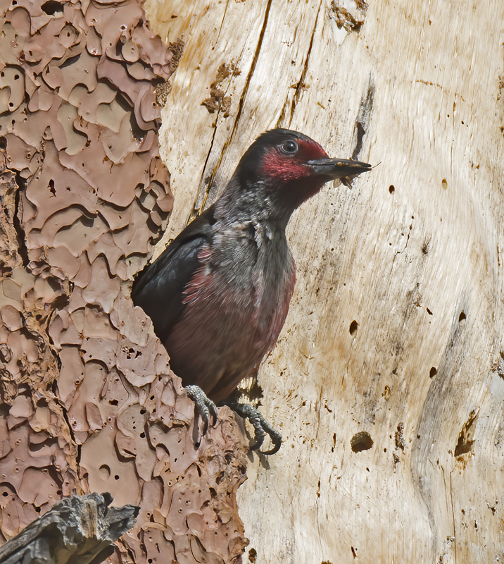 Lewiss_Woodpecker_17_OR_158