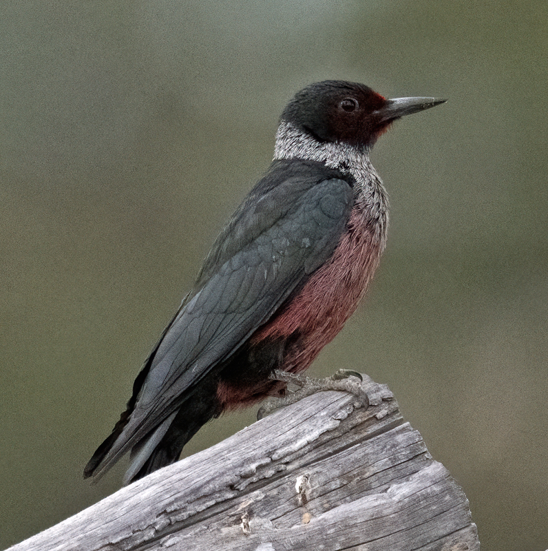 Lewiss_Woodpecker_23_OR_L_507