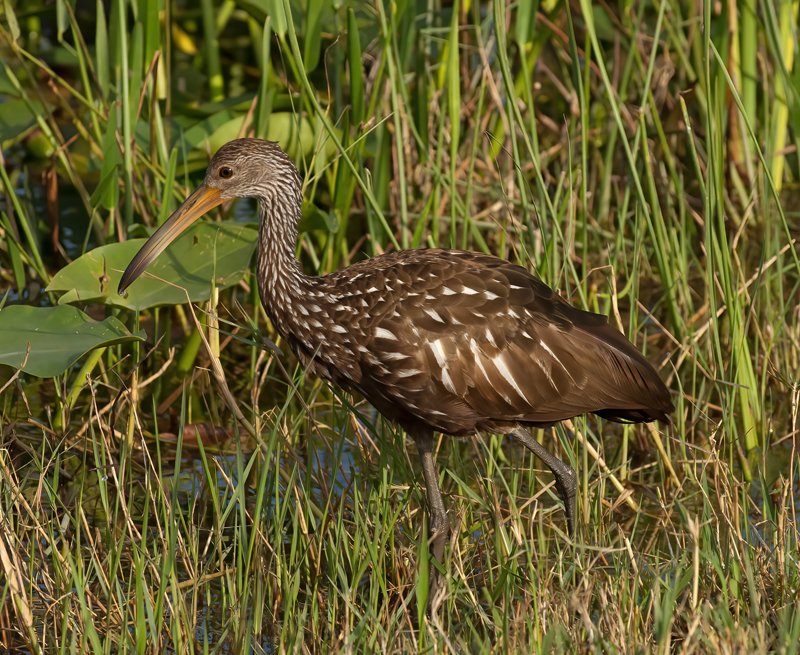 Limpkin_08_FL_005